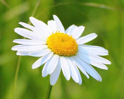 ©sommersprossen-Fotolia.com