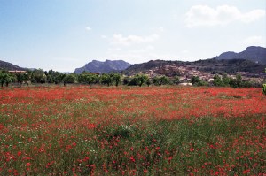 annaschmidt-berlin.com_mohnblumenfeld-spanien