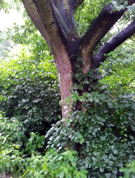 regenalbum4_annaschmidt-berlin