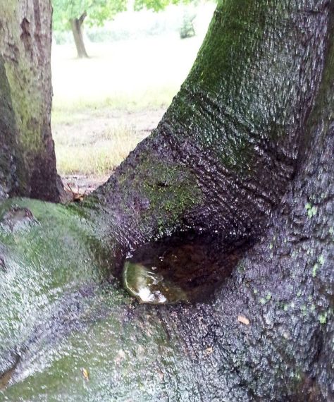 regenalbum9_annaschmidt-berlin