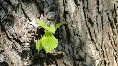 annaschmidt-berlin.com_fruehling