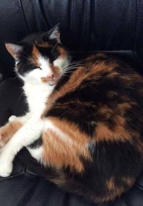 annaschmidt-berlin.com_tiger-eddi_1