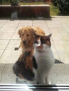 annaschmidt-berlin.com_tiger-eddi_2