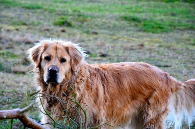 annaschmidt-berlin.com_tiger-eddi_3