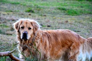 annaschmidt-berlin.com_tiger-eddi_3